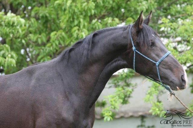 3 jährig - ca. 1.65 m - leger anlongiert - vom Züchter, Thomas Adams (Caballos PRE), Pferd kaufen, Bell, Abbildung 10