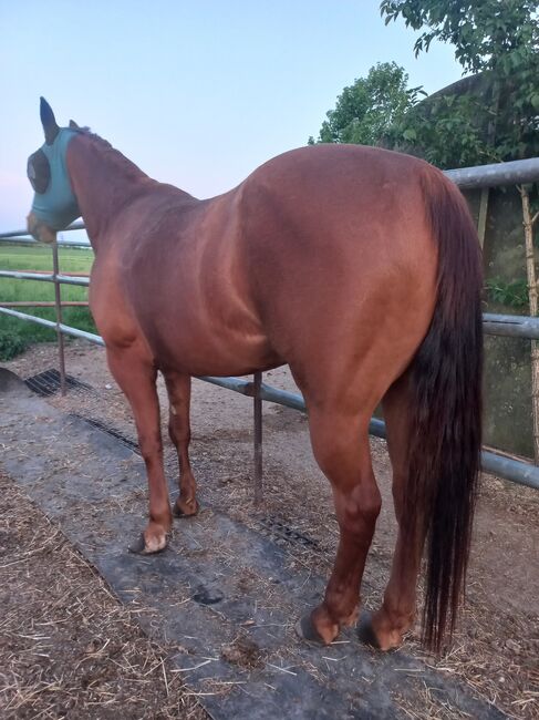 3 jährige Quarter Horse Stute, Sandra E., Pferd kaufen, Ostermiething , Abbildung 6