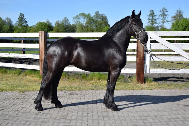 3-jährige Rappstute im barocken Typ – Fahrpferd, Klara, Horses For Sale, Chelmno