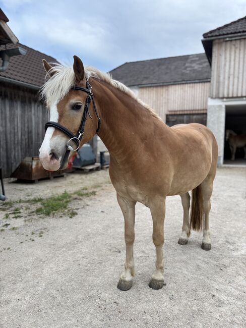 3-jähriger Haflinger Wallach, Claudia, Pferd kaufen, Wolfpassing 