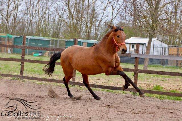 3 jähriger Junghengst - tolle Bewegungen - freundliches Wesen, Thomas Adams (Caballos PRE), Pferd kaufen, Bell, Abbildung 5