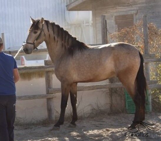 3 jähriger PRE Buckskin Hengst - 1.60 m - vom Züchter, Thomas Adams (Caballos PRE), Pferd kaufen, Bell, Abbildung 5