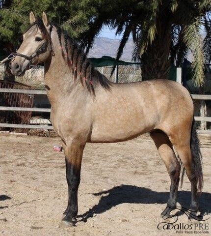 3 jähriger PRE Buckskin Hengst - 1.60 m - vom Züchter, Thomas Adams (Caballos PRE), Pferd kaufen, Bell, Abbildung 6