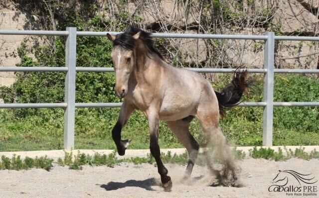 3 jähriger PRE Buckskin Hengst - direkt vom Züchter, Thomas Adams (Caballos PRE), Pferd kaufen, Bell