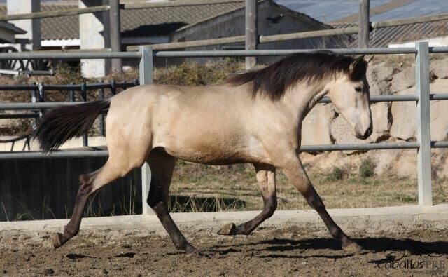 3 jähriger PRE Buckskin Hengst - direkt vom Züchter, Thomas Adams (Caballos PRE), Pferd kaufen, Bell, Abbildung 8