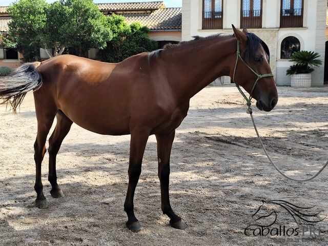 3 jähriger PRE Hengst - Fer Bonachon x Juglar XXVI, Thomas Adams (Caballos PRE), Pferd kaufen, Bell, Abbildung 4