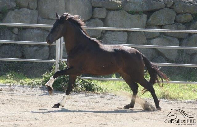 3 jähriger PRE Rapphengst - aktuell ca. 1.72 m - vom Züchter, Thomas Adams (Caballos PRE), Pferd kaufen, Bell, Abbildung 5