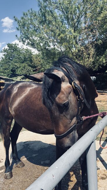 3yr old hungarian sport horse, Elena, Pferd kaufen, Gyöngyös