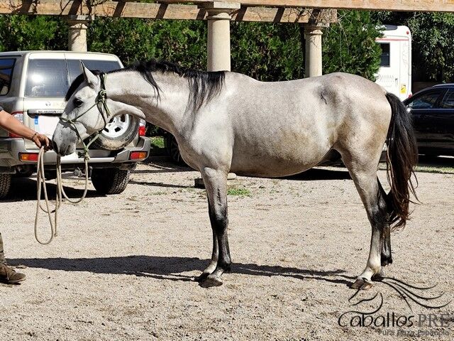 3 jähriger Nachkomme von Fer Bonachon x Fer Bago, Thomas Adams (Caballos PRE), Horses For Sale, Bell, Image 4