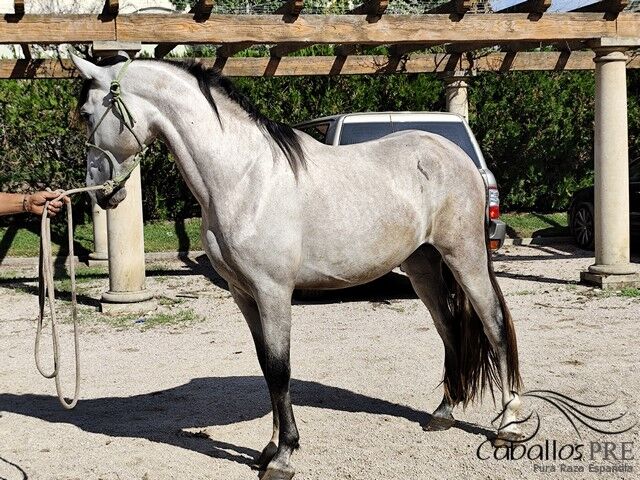 3 jähriger Nachkomme von Fer Bonachon x Fer Bago, Thomas Adams (Caballos PRE), Horses For Sale, Bell