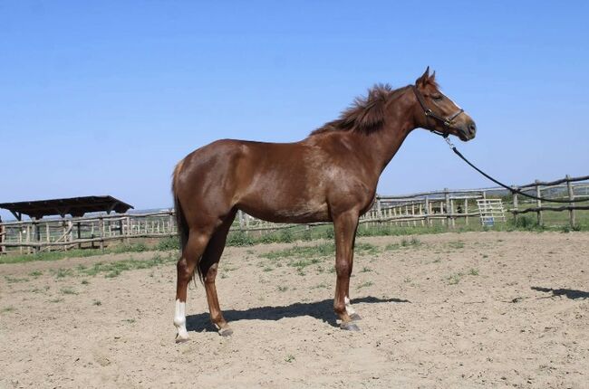 3-jährige wunderschöne englische Vollblutstute, Eniko mARKOS, Horses For Sale, Gyömrő, Image 2