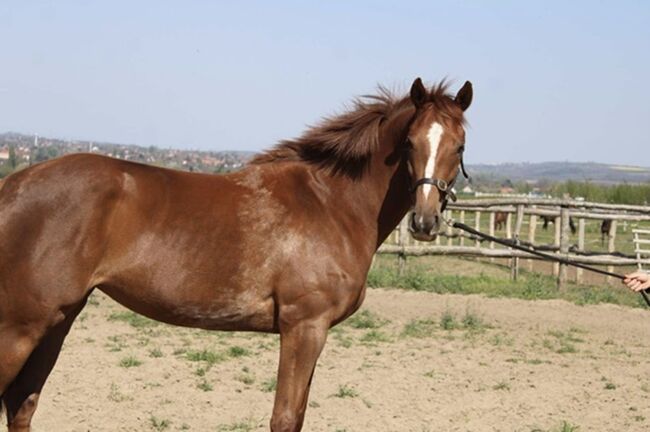 3-jährige wunderschöne englische Vollblutstute, Eniko mARKOS, Horses For Sale, Gyömrő, Image 3