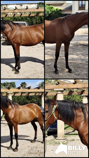 3 jähriger PRE Hengst - Fer Bonachon x Juglar XXVI, Thomas Adams (Caballos PRE), Horses For Sale, Bell, Image 6