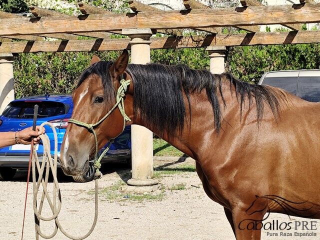 3 jähriger PRE Hengst - Fer Bonachon x Juglar XXVI, Thomas Adams (Caballos PRE), Horses For Sale, Bell, Image 2