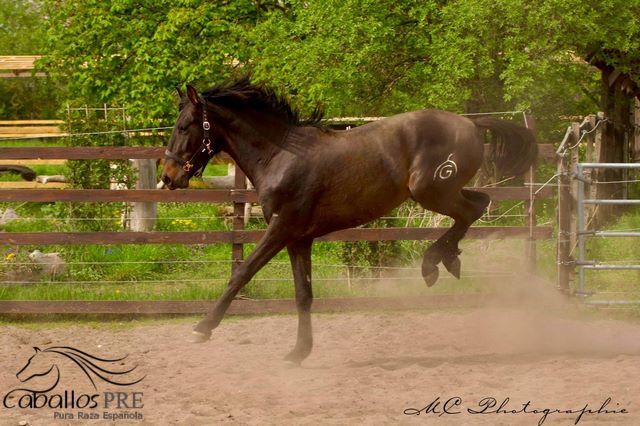 3 jähriger PRE Hengst - aktuell ca. 1.63 m - tolle Bewegungen, Thomas Adams (Caballos PRE), Horses For Sale, Bell, Image 9