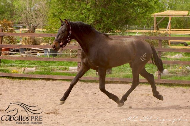 3 jähriger PRE Hengst - aktuell ca. 1.63 m - tolle Bewegungen, Thomas Adams (Caballos PRE), Horses For Sale, Bell, Image 2