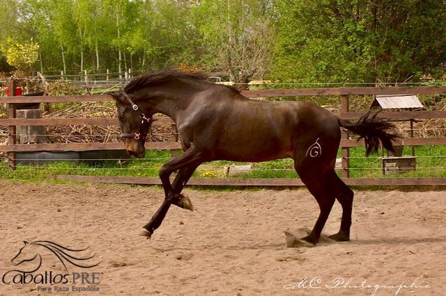 3 jähriger PRE Hengst - aktuell ca. 1.63 m - tolle Bewegungen, Thomas Adams (Caballos PRE), Horses For Sale, Bell, Image 8