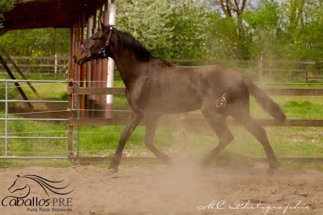 3 jähriger PRE Hengst - aktuell ca. 1.63 m - tolle Bewegungen, Thomas Adams (Caballos PRE), Horses For Sale, Bell, Image 7