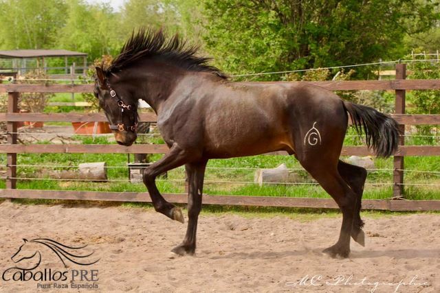 3 jähriger PRE Hengst - aktuell ca. 1.63 m - tolle Bewegungen, Thomas Adams (Caballos PRE), Horses For Sale, Bell, Image 3