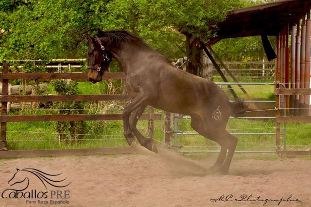 3 jähriger PRE Hengst - aktuell ca. 1.63 m - tolle Bewegungen, Thomas Adams (Caballos PRE), Horses For Sale, Bell, Image 4