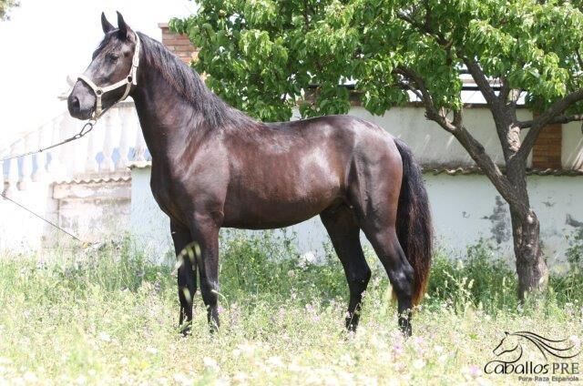 3 jähriger PRE Rapphengst - aktuell ca. 1.62 m - vom Züchter, Thomas Adams (Caballos PRE), Horses For Sale, Bell, Image 2