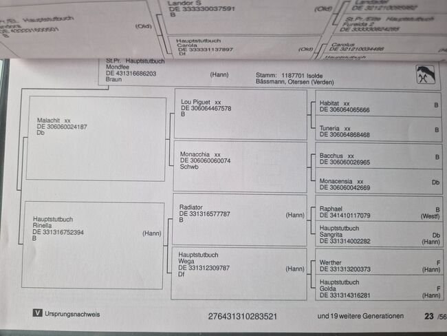 3jähriger Hannoveraner abstammend von Casino Berlin x Malachit xx, Pferdevermittlung Leus, Konie na sprzedaż, Magdeburg, Image 5