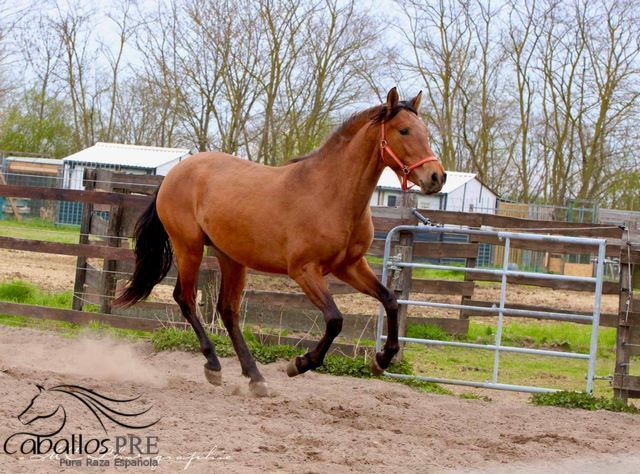3 jähriger Junghengst - tolle Bewegungen - freundliches Wesen, Thomas Adams (Caballos PRE), Konie na sprzedaż, Bell, Image 6