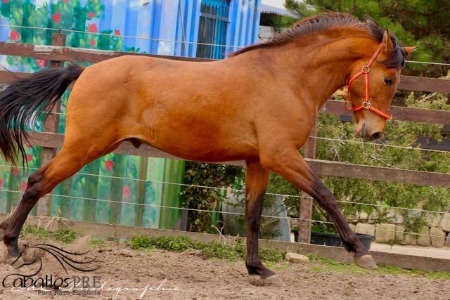 3 jähriger Junghengst - tolle Bewegungen - freundliches Wesen, Thomas Adams (Caballos PRE), Konie na sprzedaż, Bell, Image 4