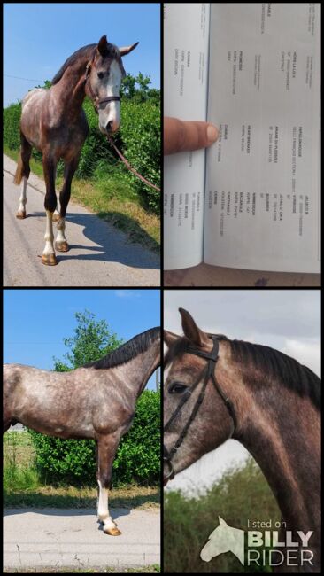 3 yo old stallion 170 stcik, Roland, Konie na sprzedaż, Szarvas, Image 8