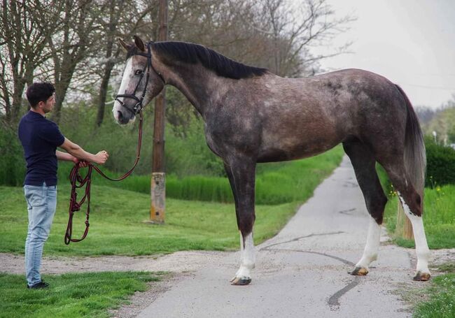 3 yo old stallion 170 stcik, Roland, Konie na sprzedaż, Szarvas, Image 3