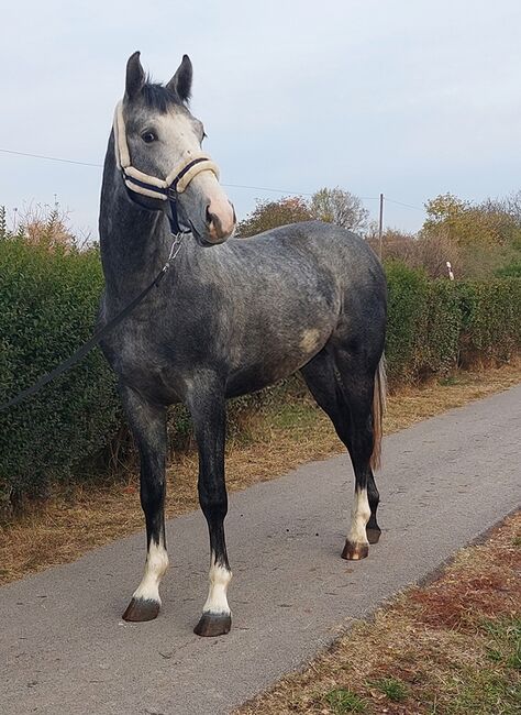 3 year old stallion for sale, Zseton , Konie na sprzedaż, Szarvas