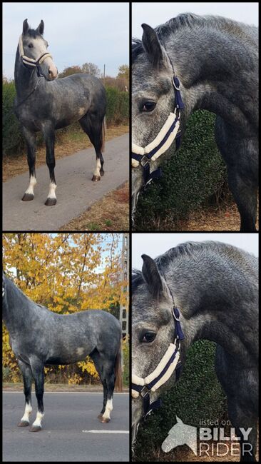 3 year old stallion for sale, Zseton , Konie na sprzedaż, Szarvas, Image 5