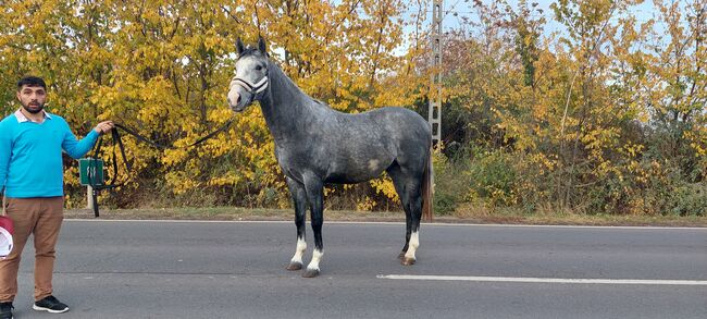 3 year old stallion for sale, Zseton , Konie na sprzedaż, Szarvas, Image 3