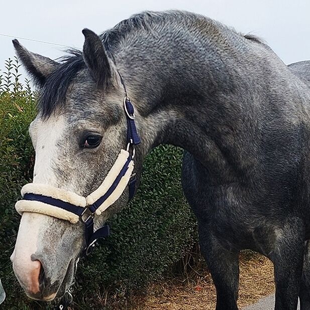 3 year old stallion for sale, Zseton , Konie na sprzedaż, Szarvas, Image 4