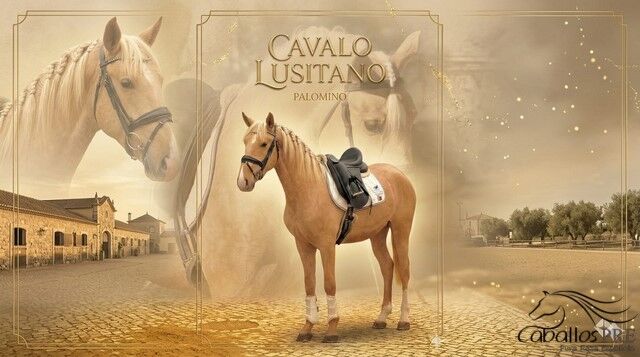 3 jähriger PSL Palomino Hengst - ca. 1.63 m, Thomas Adams (Caballos PRE), Konie na sprzedaż, Bell