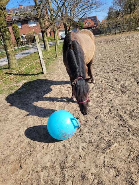 3 jährigen Dülmener Wallach, Saskia Platz , Konie na sprzedaż, Billerbeck, Image 4