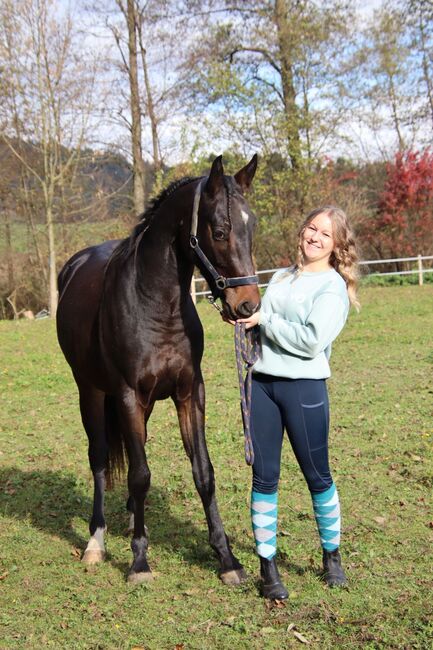 3-jährigen Warmblutwallach, Sabrina Pucher , Konie na sprzedaż, St. Paul 