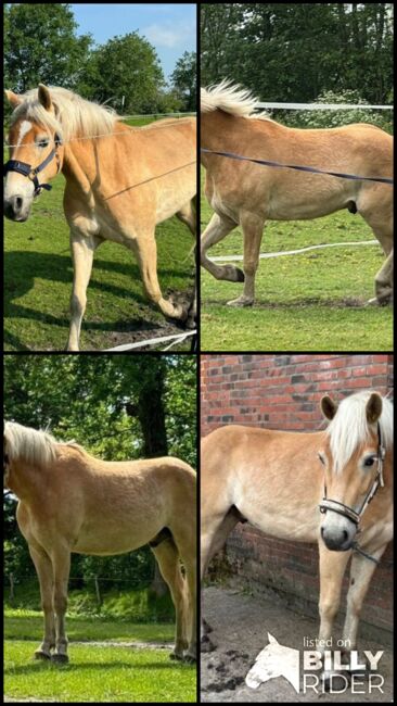 3 jähriger Haflinger Wallach v. Avicli van?t Steengoed x Stainz, Pferdevermittlung Leus (Pferdevermittlung Leus ), Konie na sprzedaż, Goldelund, Image 5