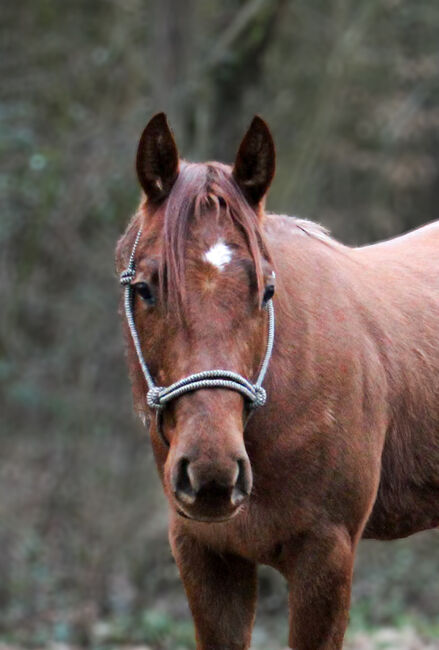3 jähriger Paint Horse Wallach, S.G., Konie na sprzedaż, Frankfurt