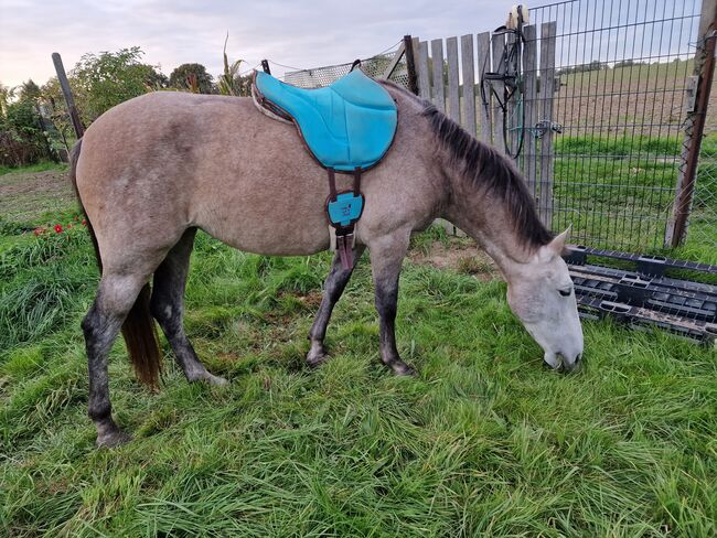 3 jährige Stute, Jassi , Konie na sprzedaż, Gnoien, Image 6