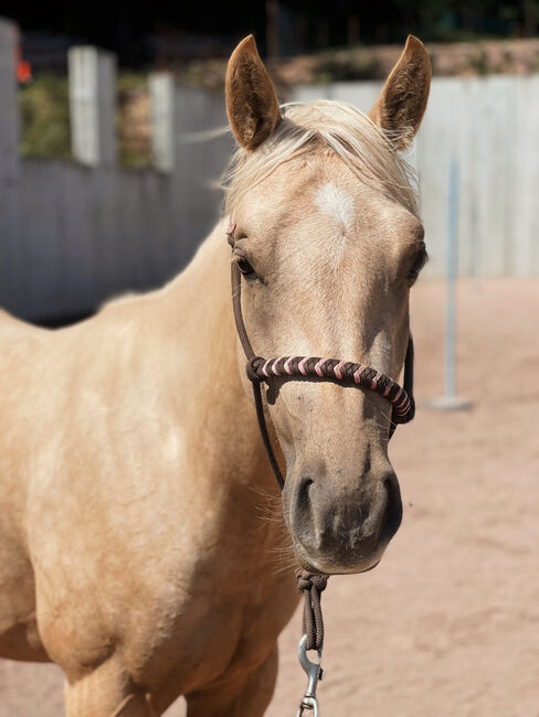 3j Palomino Qh Stute mit Top Pedigree, angeritten, Amelie Liegl, Konie na sprzedaż, Eppan, Image 5
