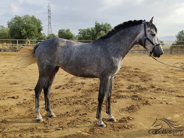 3 jährige PRE Stute -, Thomas Adams (Caballos PRE), Konie na sprzedaż, Bell, Image 3