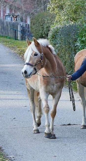 3 jährige Haflingerstute, Lisa Ruhdorfer, Konie na sprzedaż, Kraig, Image 5