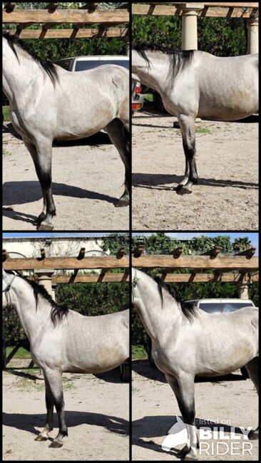3 jähriger Nachkomme von Fer Bonachon x Fer Bago, Thomas Adams (Caballos PRE), Konie na sprzedaż, Bell, Image 5