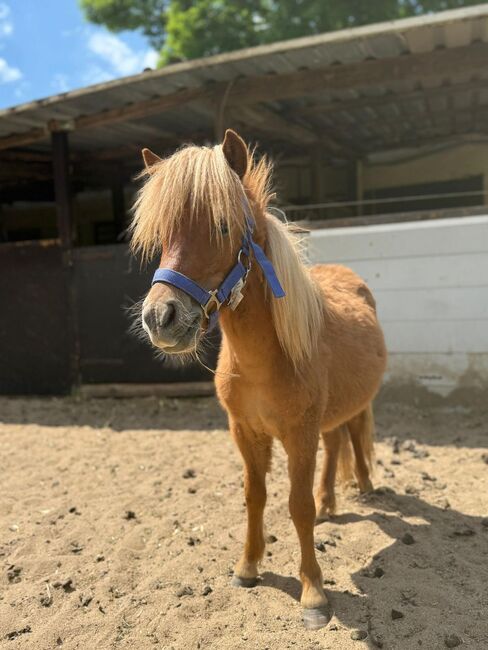 3 Liebe Shetty/Pony/Shetlandpony, Marcel S , Pferd kaufen, Mettmann , Abbildung 2