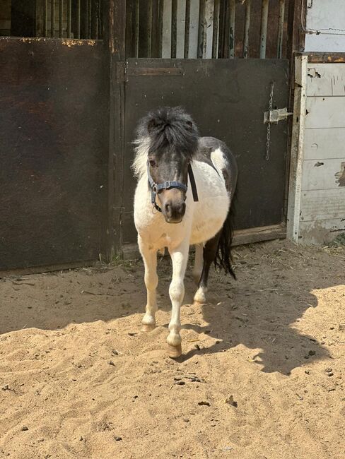 3 Liebe Shetty/Pony/Shetlandpony, Marcel S , Pferd kaufen, Mettmann , Abbildung 4