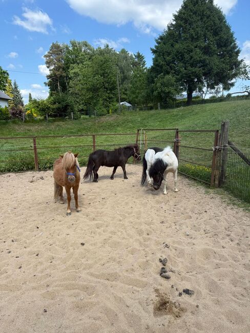 3 Liebe Shetty/Pony/Shetlandpony, Marcel S , Pferd kaufen, Mettmann , Abbildung 5