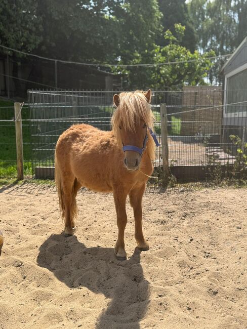 3 Liebe Shetty/Pony/Shetlandpony, Marcel S , Pferd kaufen, Mettmann , Abbildung 6
