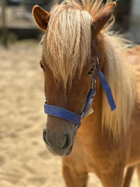 3 Liebe Shetty/Pony/Shetlandpony, Marcel S , Pferd kaufen, Mettmann , Abbildung 8