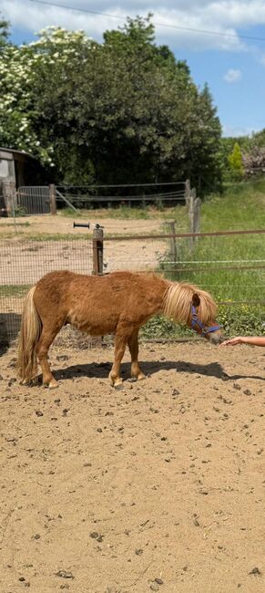 3 Liebe Shetty/Pony/Shetlandpony, Marcel S , Pferd kaufen, Mettmann , Abbildung 10